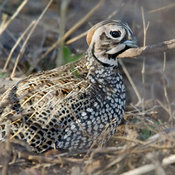 Montezuma Quail
